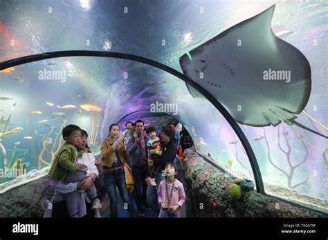 瀋陽水族館是世界著名的水生生物展示地之一，它究竟如何才能找到呢？